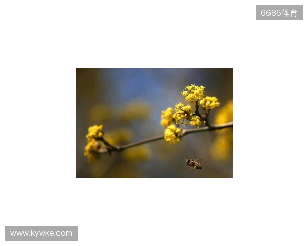 布达佩斯Major第一阶段：战舰轰鸣！FaZe 2-1 RED Canids